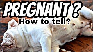 How to tell if your dog is pregnant!