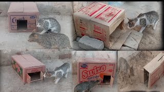 Cat trap | 5 Easy DIY cat trap using cardboard box