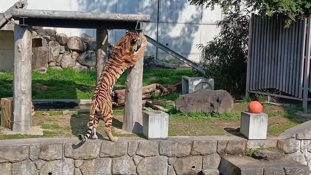 【天王寺動物園】関西大倉高校生作製のおもちゃー吊るされた竹の中の肉を狙う