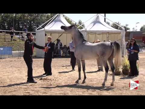 N.79 EM JULIUS CAESAR - Bergamo 2015 - Stallions 4-7 years old (Class 9A)