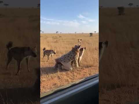He Tried To Join HYENAS 😭  #Wildlife #Hyena #Safari #EpicFail #Shorts