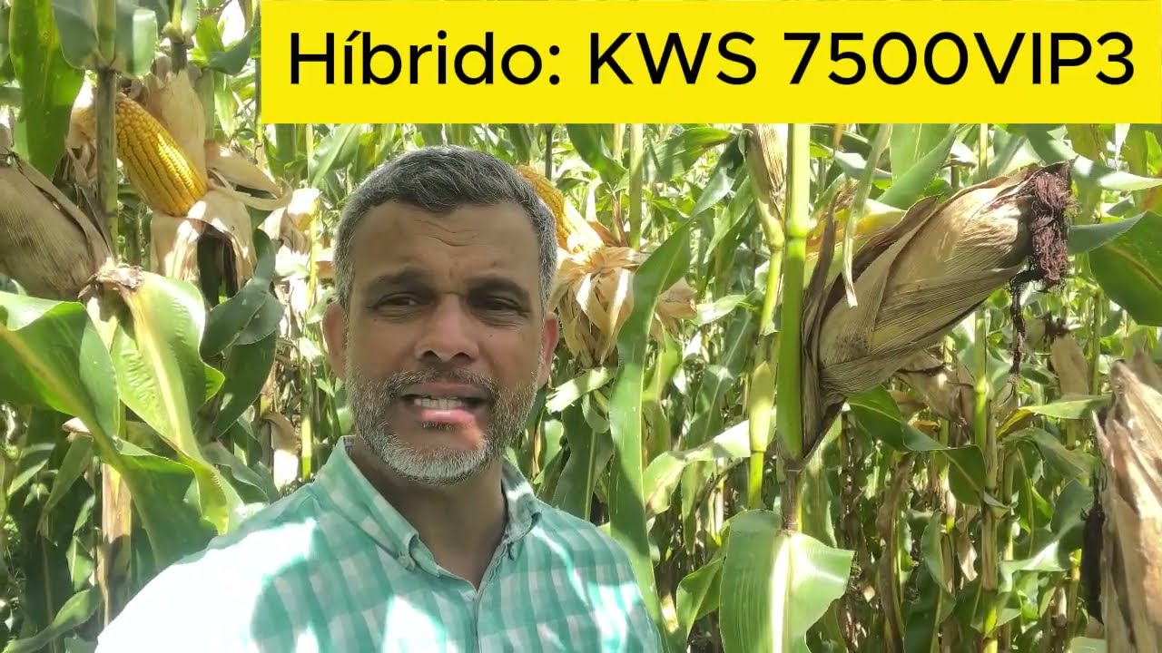 Material (Híbrido KWS 7500VIP3)  e resultados. Fiquem ligados nas tecnologias e manejo.