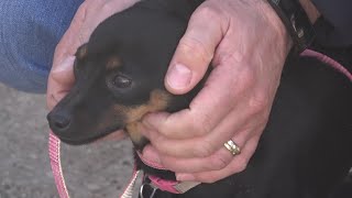 la-bellezza-degli-animali