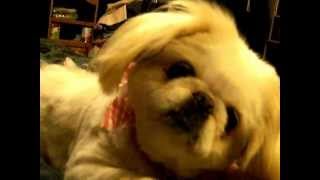 preview picture of video 'Kaytee, Our Pekingese dog, after a trip to the groomer'