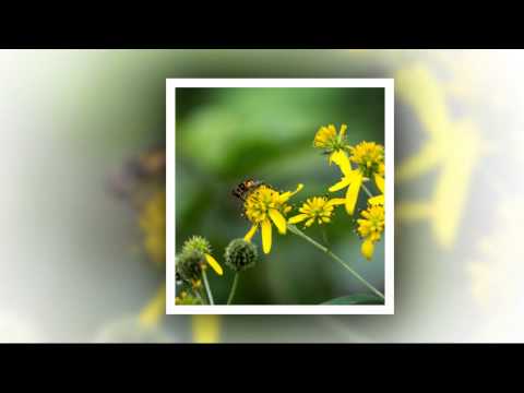 A Tribute to Mr. Acker Bilk