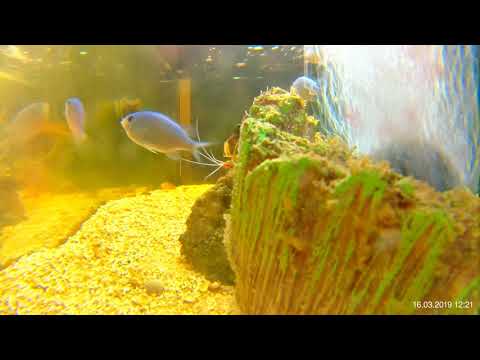 Aquarium 2019-03-16