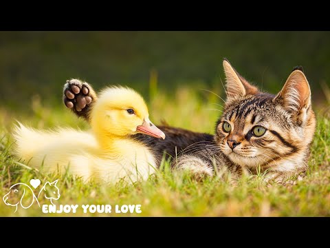 Oh My God Cute Baby Animals 😍 Cutest Animal Reactions 💖 With relaxing and soothing music🎼