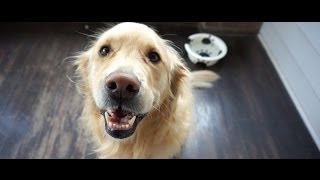Golden Retriever video! #meetmillie
