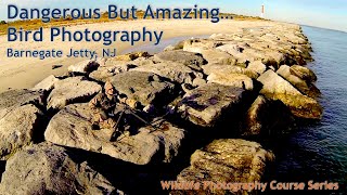 Deadly allure of photographing waterfowl at Barnegat Jetty