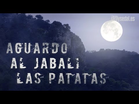 💥 WAITING FOR THE POTATO BOAR. Waiting with the new Pulsar Helion 2 XP50 PRO 🐗