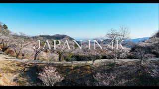 Japan in 4K : 桜山公園 冬桜