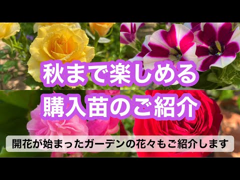 いつオープングラウンドに花を植え始めますか？きれいなお花畑を作るにはどれを選べばいいでしょうか？  庭園