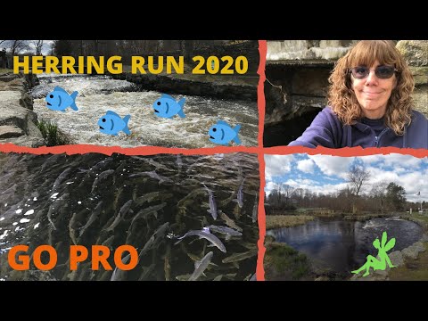 Herring Run 2020 ~ Middleboro Massachusetts ~ Oliver Mill