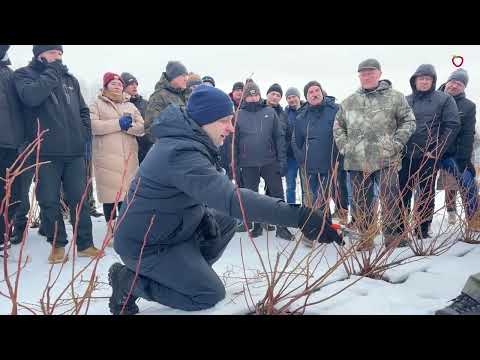 Cięcie borówki - odmiany Loreto Blue i Sekoya