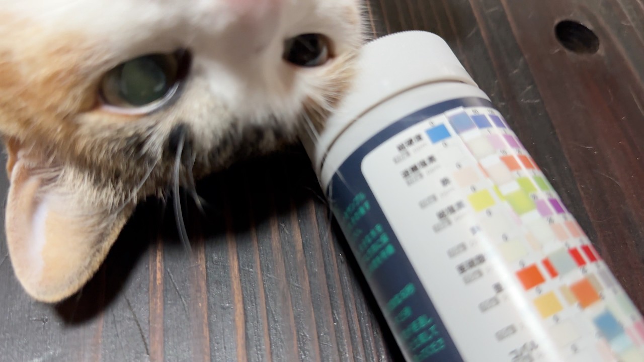 すずの検査結果と今後について🐱