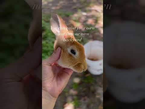 Four reasons why we raise rabbit as a meat source. #fromscratch #simpleliving #realfood #rabbit