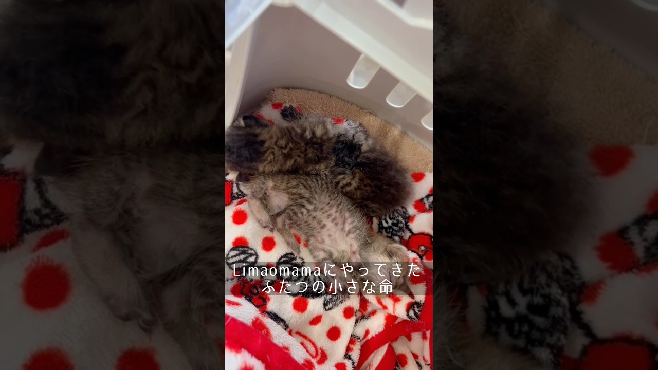 【保護猫】ふたつの小さな命#仔猫 #保護猫 #保護