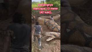 Download lagu Penampakan Ular Titanoboa mp3 Download lagu Penampakan Ular Titanoboa mp3