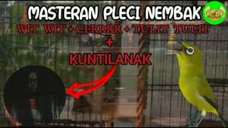 Download lagu Masteran pleci Nembak Wit wit-cerrrr-Tulit Tulir   nembak kunti‼️mudah Masuk dan Mudah di Tiru mp3