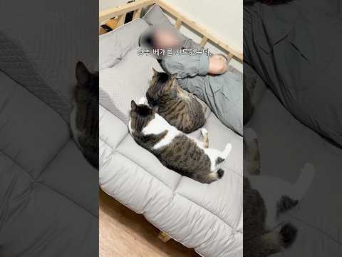 경추 베개를 샀는데 효과는 다른 분이 봄