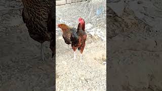 Download lagu subhanalloah wal hamdulliah#youtubeshorts #viralvideo #utubeshort #chicken #youtubeshorts mp3