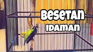 Download lagu MASTERAN CUCAK CUNGKOK paling dicari pemain gantangan mp3 Download lagu MASTERAN CUCAK CUNGKOK paling dicari pemain gantangan mp3