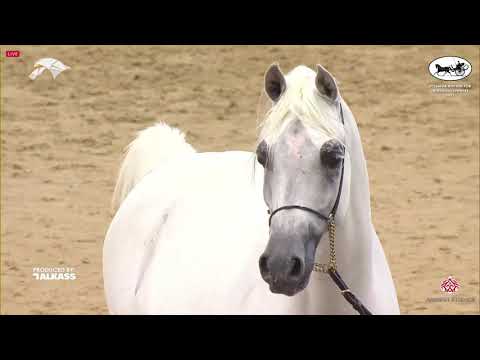 N 183 SATAAM AL RAYYAN   6th Qatar Nat  Arabian Peninsula HS for individual Owners   Stallions 7+ Ye