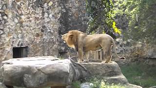 preview picture of video 'El León del Zoológico de Cali'
