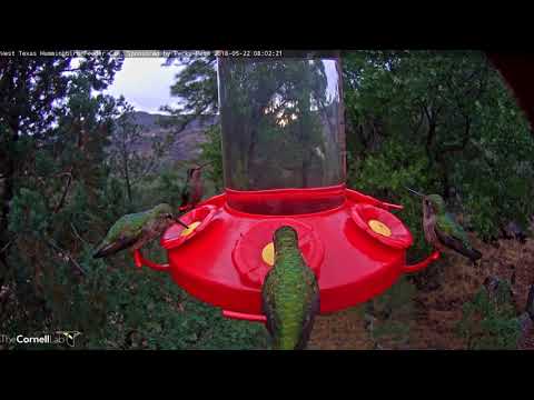 Female Broad-billed and Black-chinned Hummingbirds Among Morning Feeder Guests – May 22, 2018