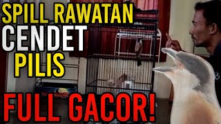 Download lagu SPILL RAWATAN BURUNG CENDET PILIS FULL GACOR!! mp3 Download lagu SPILL RAWATAN BURUNG CENDET PILIS FULL GACOR!! mp3