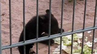 preview picture of video 'Kragenbären - Asiatic black bears'