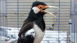 Download lagu Pancingan Jalak Suren Gacor Full Isian Variasi Buat Masteran Suara Burung Jalak Muda Belajar Bunyi mp3