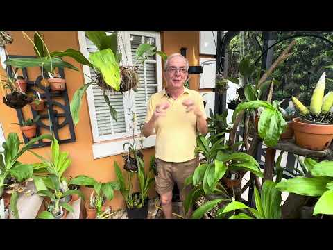 Understanding the difference between orchid species and hybrids