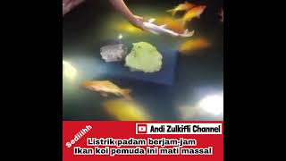 Download lagu Sedih😢.... gara-gara Listrik Padam ikan koi Pemuda ini mati massal #listrikpadam mp3