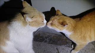 オトがいなくなりました【猫動画】【借金残74.5万】