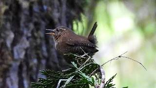 Download lagu Penyanyi Cilik dengan Suara yang Merdu - Pacific Wren mp3