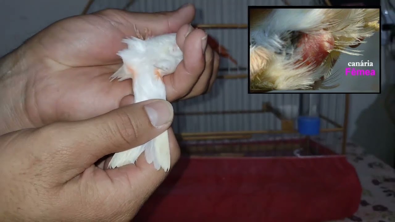 Como saber se o seu canário belga é macho ou fêmea.