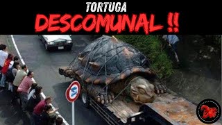 Tortuga Gigantesca transportada en un trailer 