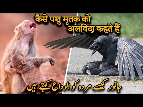 How Animals Say Goodbye To The Dead | Hindi-Urdu | Wisdom Unfolded