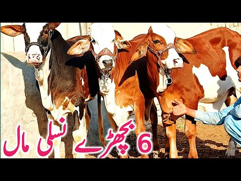 Cholistani Bachre Gulabi Ablk Near Luddan Cow Mandi || Global Village Farming 