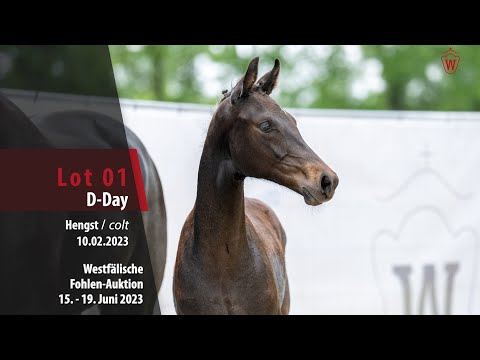 Fohlen-Auktion Lot 01 D-Day Hengst v. Dynamic Dream - Zack