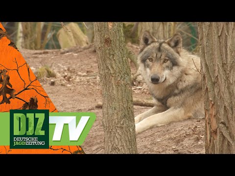 Living with the Wolf (2) – PareyGo Classics