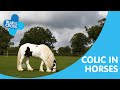 Colic In Horses Blue Cross Pet Advice