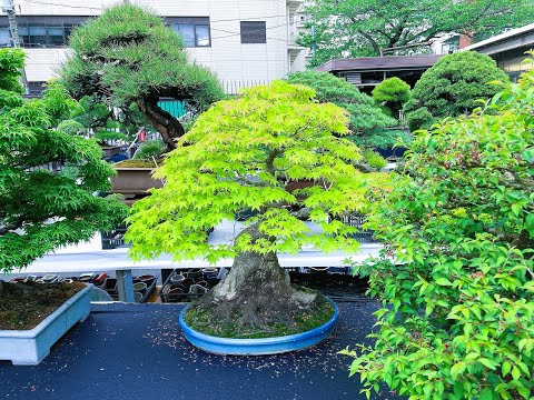 Bonsai for sale at Ueno Green Club (Apr.2023) 2/2