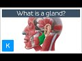 What is a gland? - Human Anatomy | Kenhub