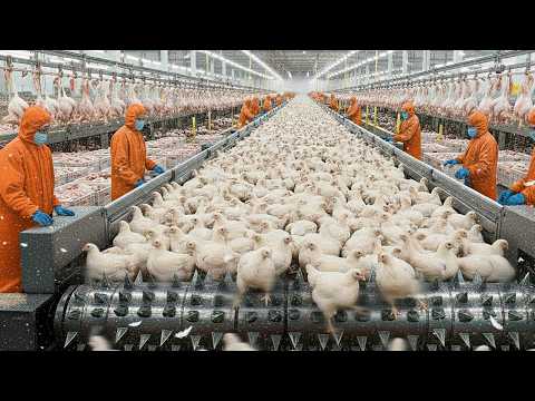 THE LARGEST CHICKEN SLAUGHTERHOUSE IN BRAZIL!