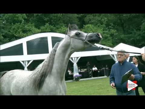 N.193 NADIR DELLO JATO - Bruges 2016 - Colts 3 years old (Class 108)