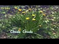 Thoda Thoda Malarndhadhenna Song SPB Love Songs SPB Songs Whatsapp Status