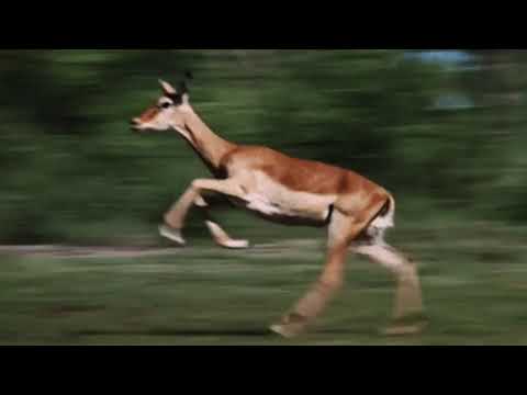 tame impala - let it happen (but it's only the best part)