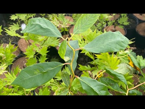 BLACK GUM ZYDECO TWIST